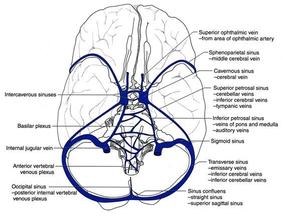 middle cerebral vein