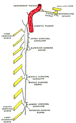middle cervical cardiac nerve