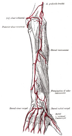 middle collateral artery