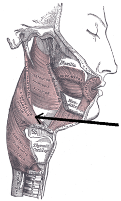 middle constrictor muscle of pharynx
