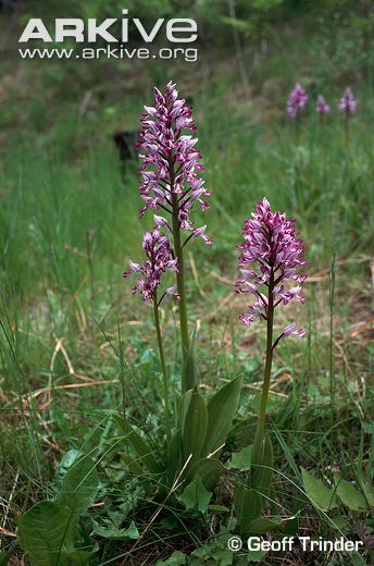 military orchid