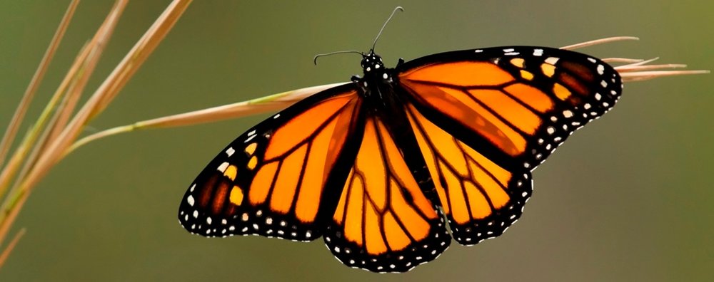 monarchs