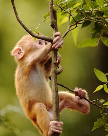 monkey climb