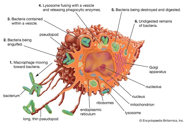 mononuclear phagocyte system