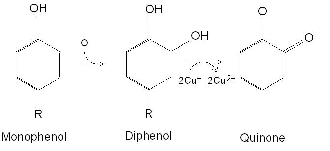 monophenol oxidase
