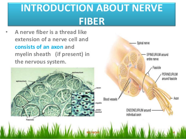 nerve fiber