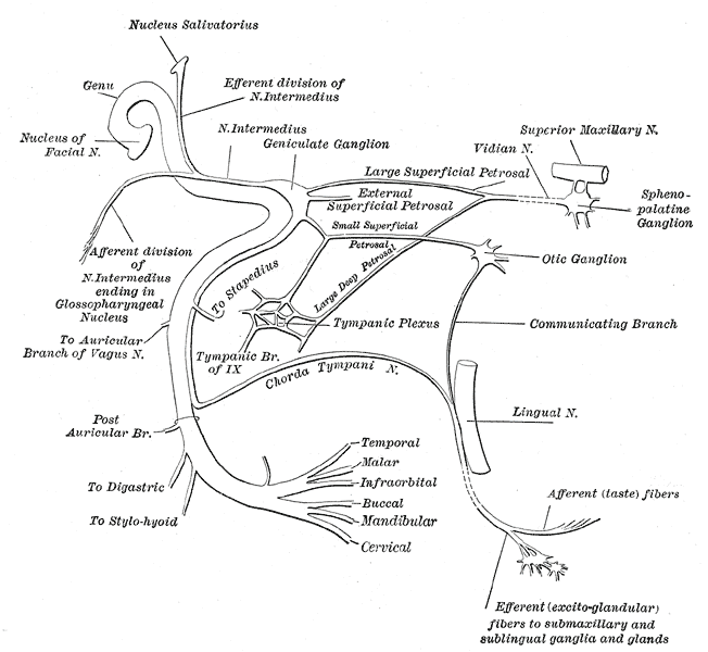nerve of pterygoid canal