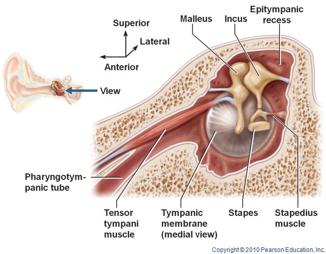 nerve of tensor tympani muscle