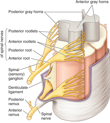 nerve rootlet