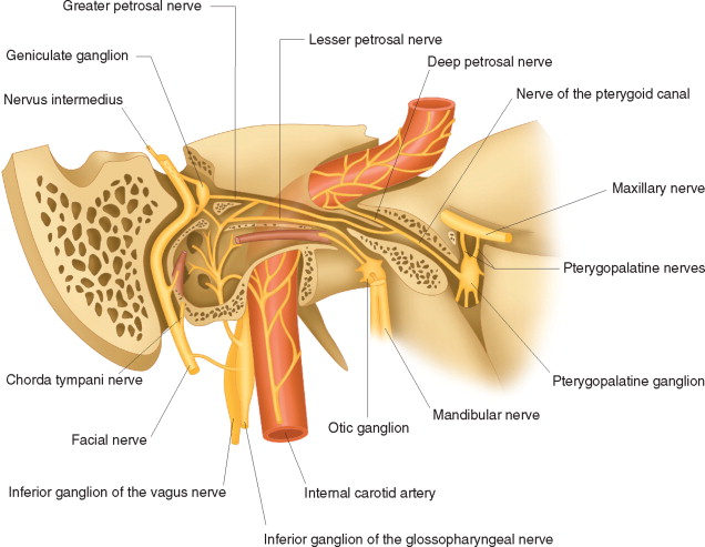 nerve to stapedius muscle
