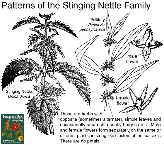 nettle family