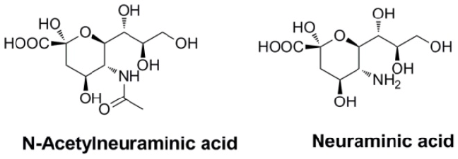 neuraminic acid