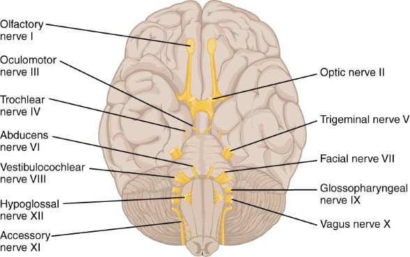 neuroanatomic