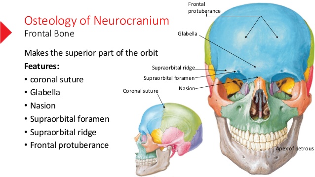 neurocranium