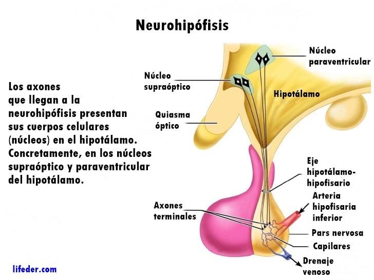 neurohypophysis
