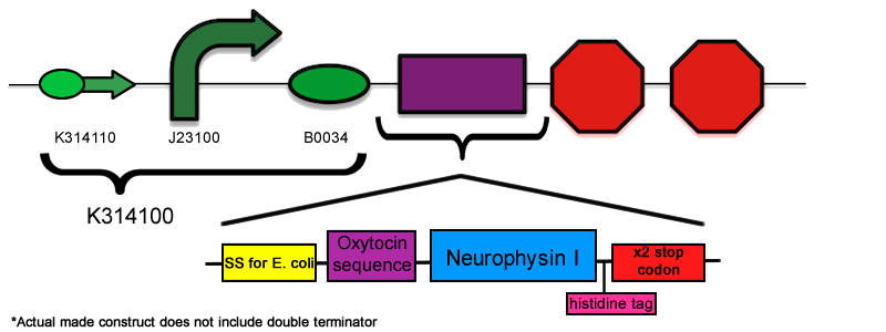 neurophysin