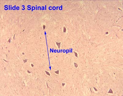 neuropil