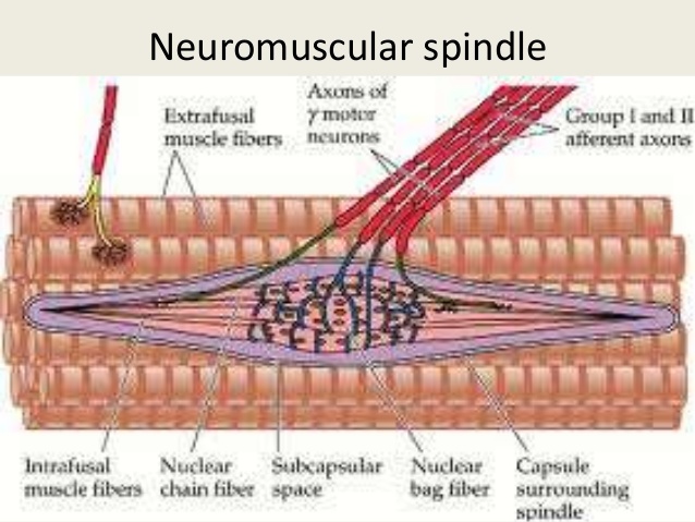 neurotendinous spindle
