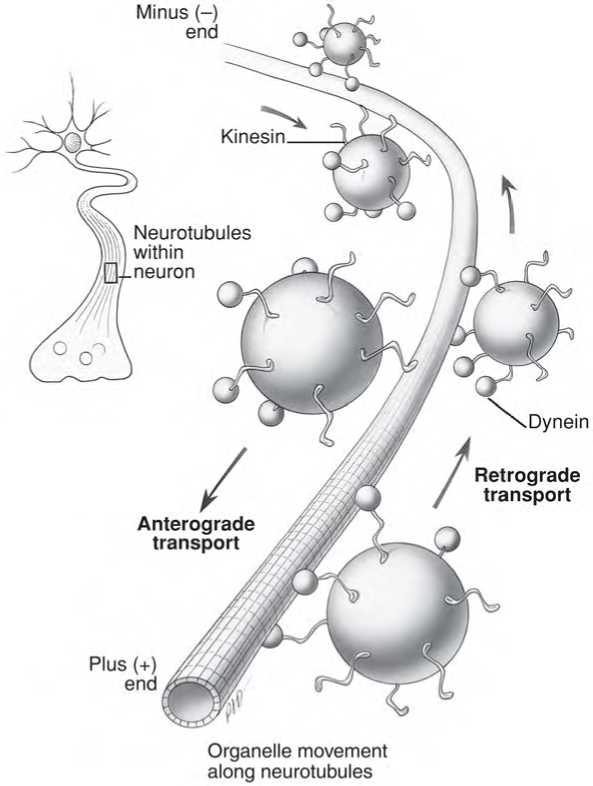 neurotubule