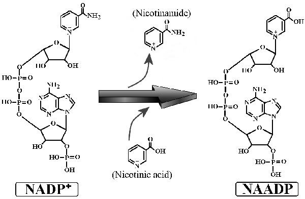 nicotinamide adenine dinucleotide phosphate