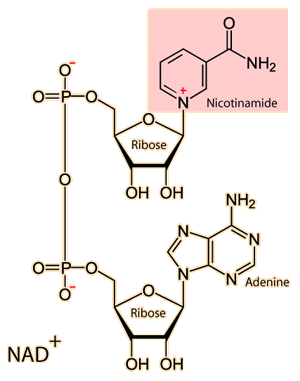 nicotinamide adenine dinucleotide