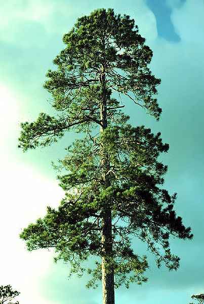 norway pine