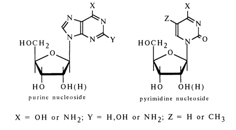 nucleoside