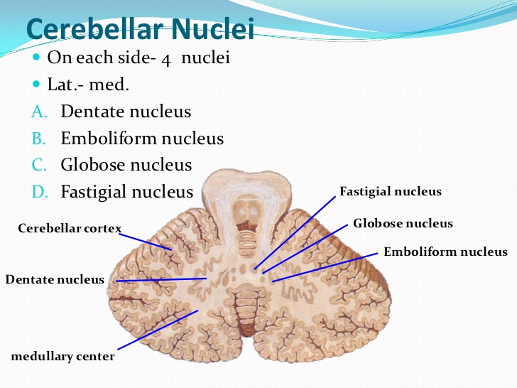nucleus fastigii