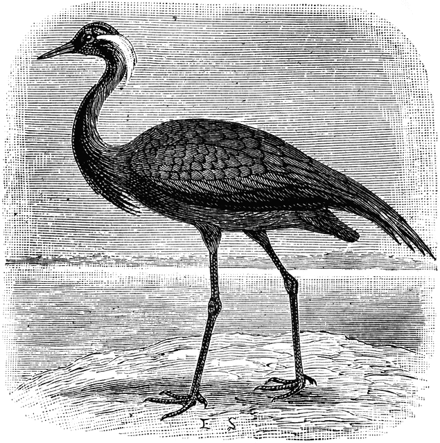 Numidian crane