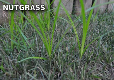 nut grass