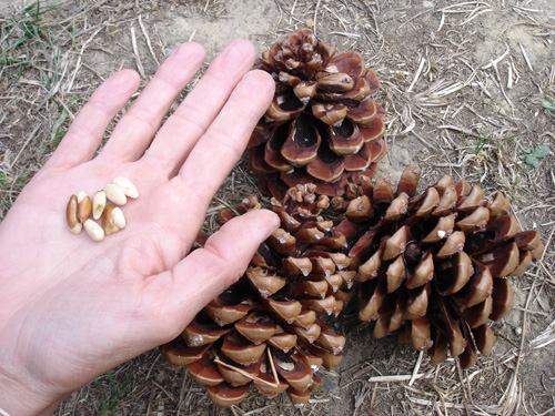 nut pine
