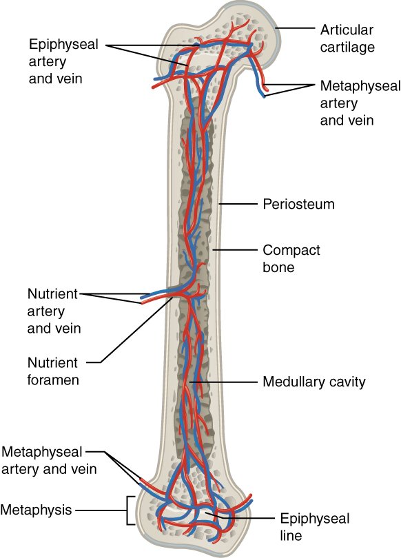 nutrient artery of femur
