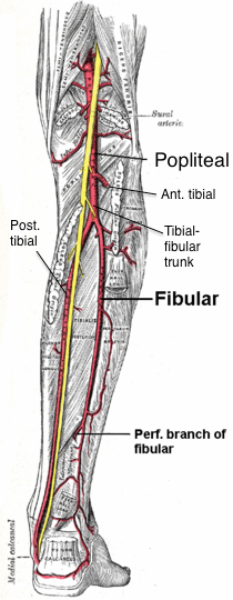 nutrient artery of fibula