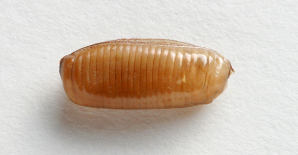 ootheca
