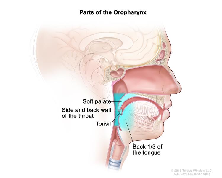 oropharynx
