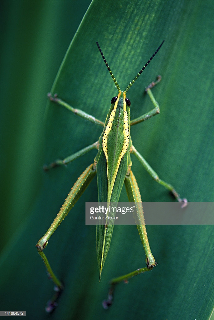 orthopterous