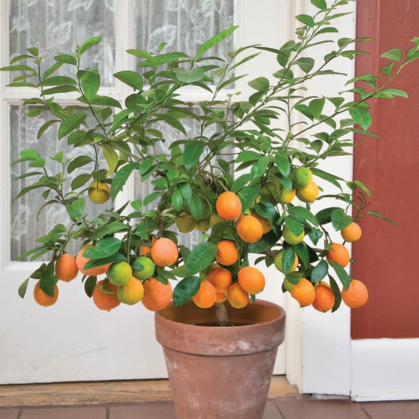 otaheite orange