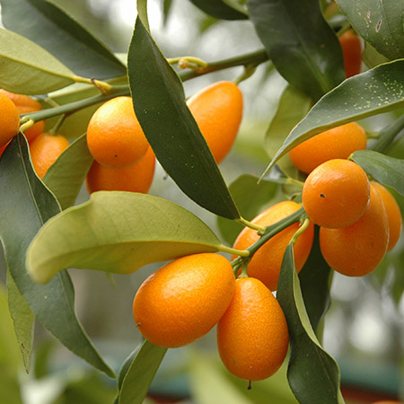 oval kumquat