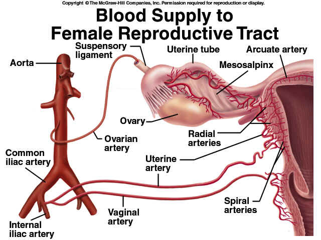ovarian artery