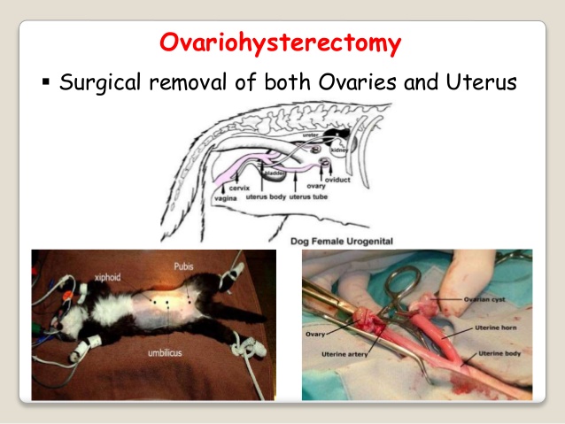 ovariohysterectomy