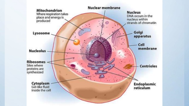 ovular membrane