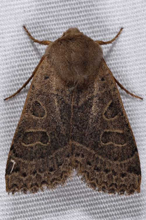 owlet moth