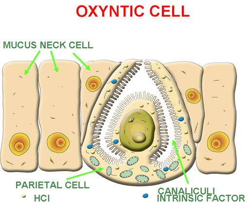 oxyntic cell