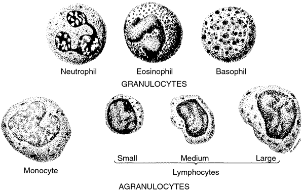 oxyphilic leukocyte