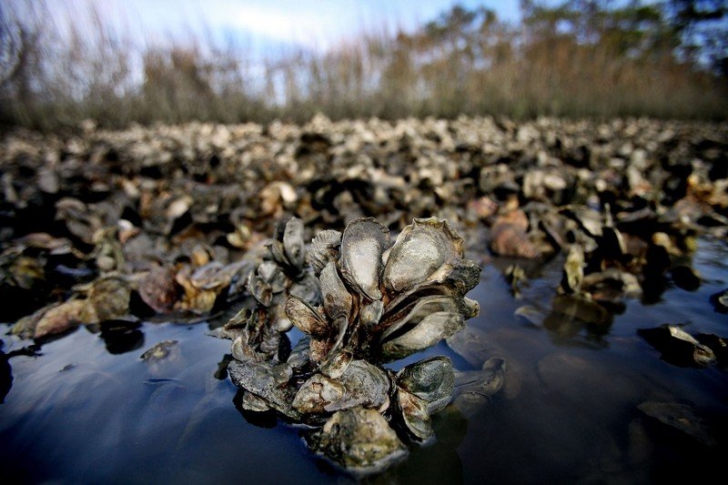 oyster bed