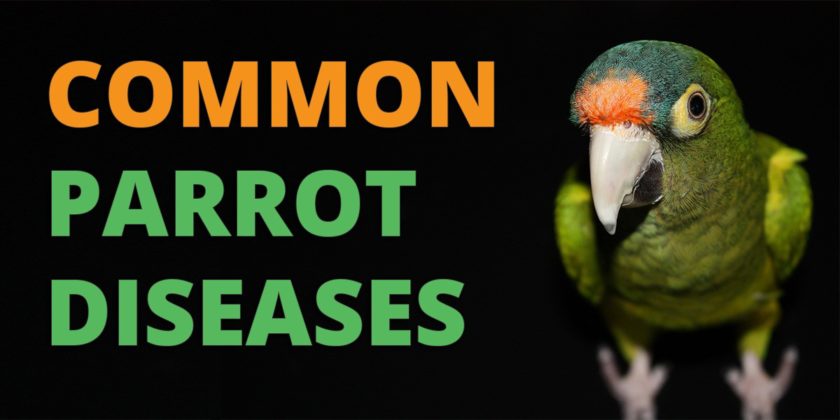 parrot's disease
