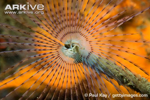 peacock worm