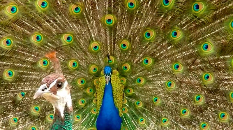 peacock's tail