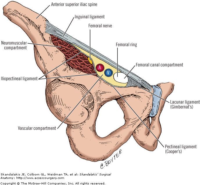 pectineal ligament