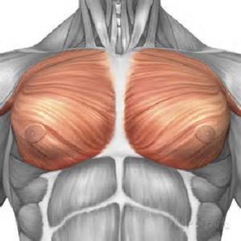 pectoral muscle